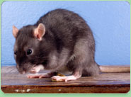 rat control Oldbury